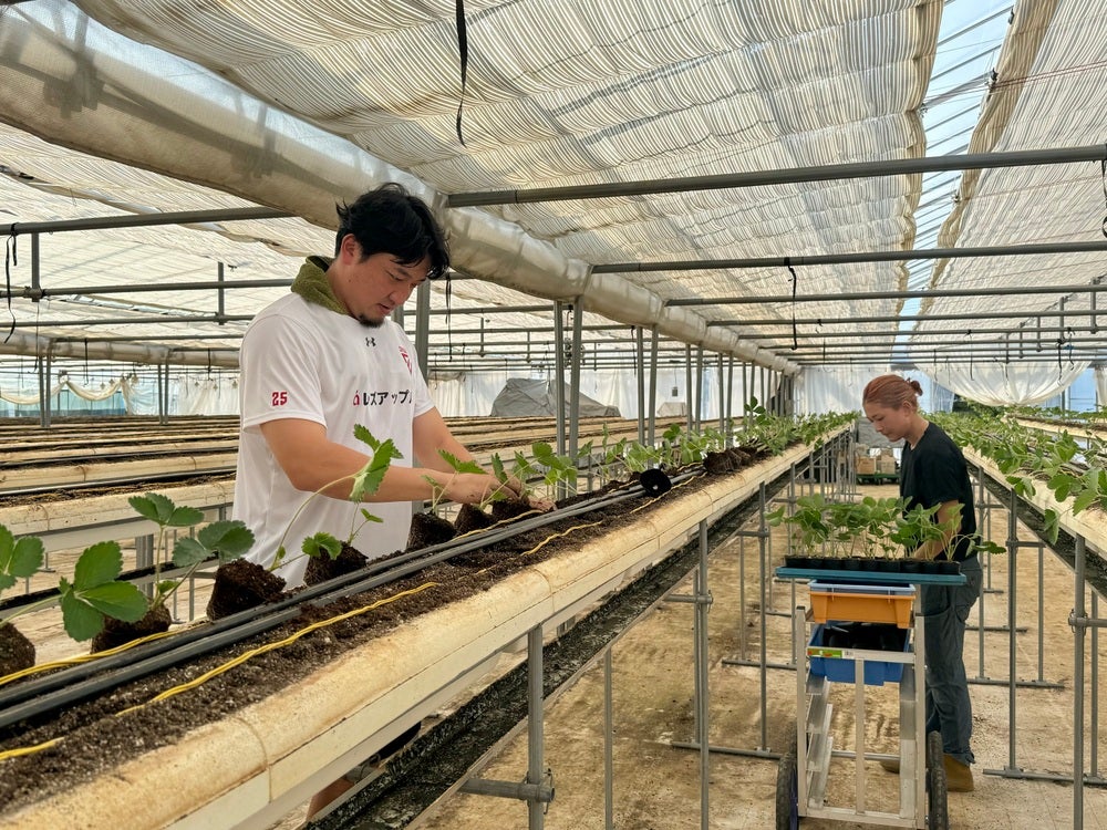 レポート】荒尾岳選手 「G.CREW」いちごの苗植え実施のご報告 | 千葉